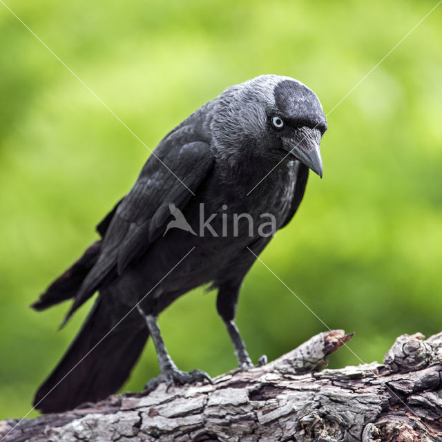 Eurasian Jackdaw (Corvus monedula)