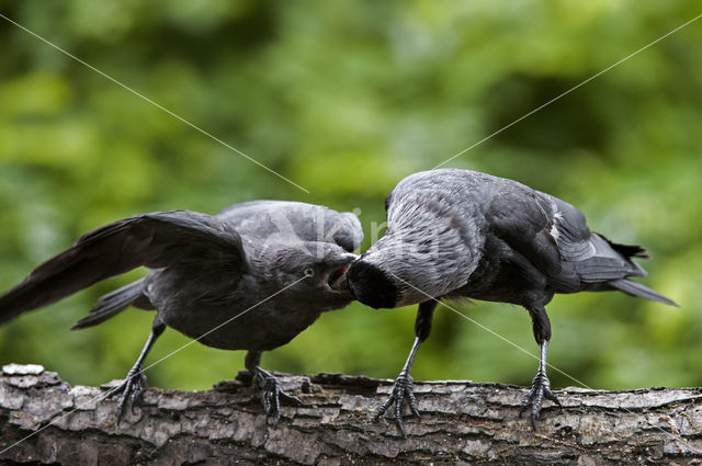 Eurasian Jackdaw (Corvus monedula)