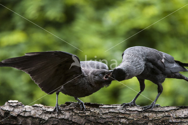 Kauw (Corvus monedula)