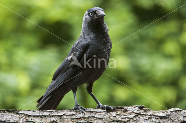 Eurasian Jackdaw (Corvus monedula)