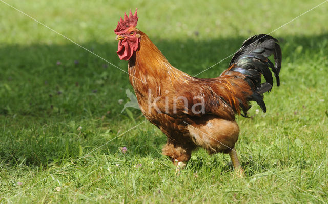 chicken (Gallus spec.)