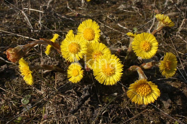 Klein hoefblad (Tussilago farfara)