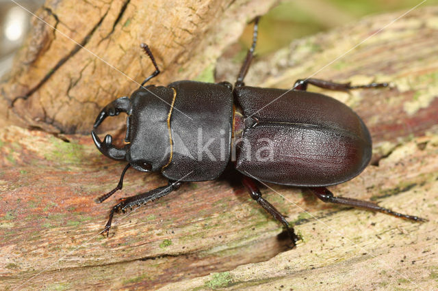 Small Stag Beetle (Dorcus parallelipipedus)