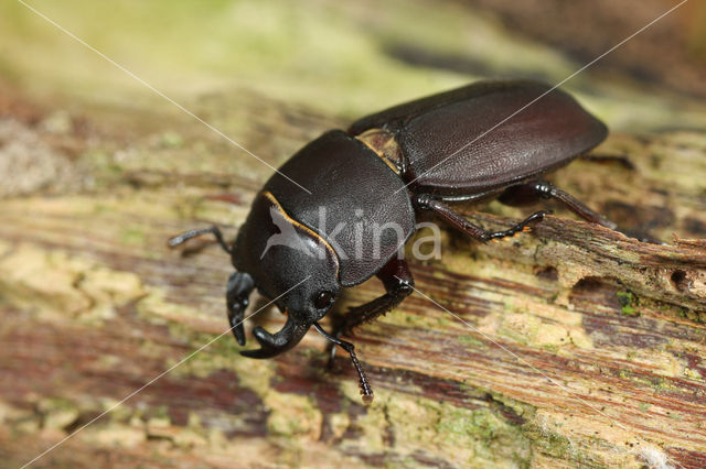 Small Stag Beetle (Dorcus parallelipipedus)