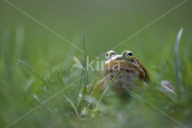 Pool Frog (Rana lessonae