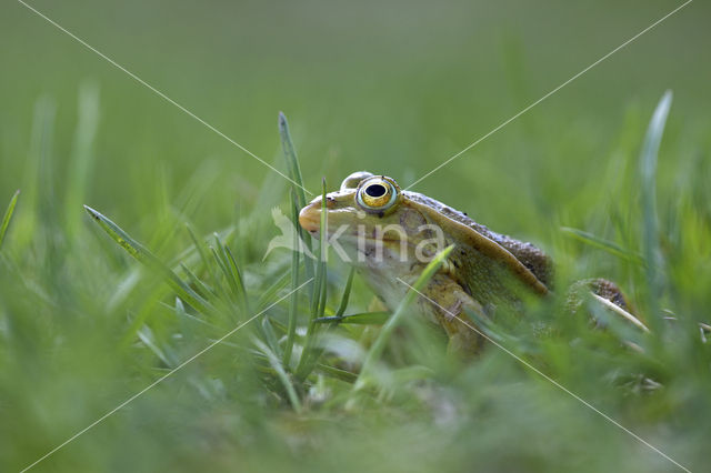 Kleine groene kikker