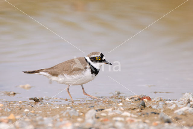 Kleine Plevier (Charadrius dubius)