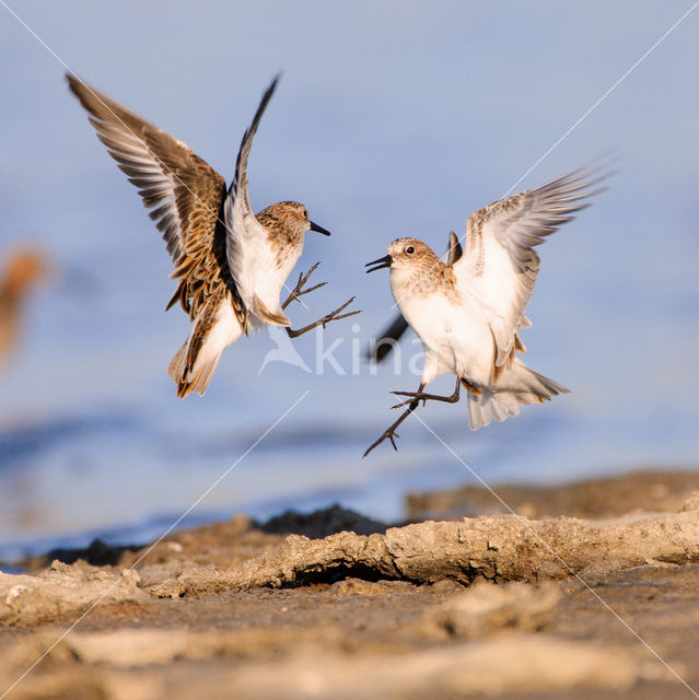 Kleine Strandloper (Calidris minuta)