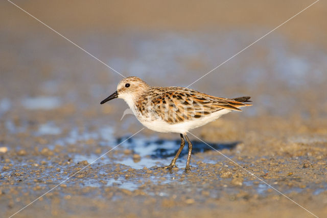 Kleine Strandloper (Calidris minuta)