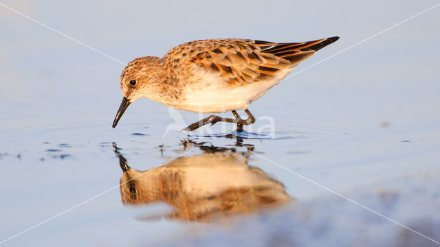 Kleine Strandloper (Calidris minuta)