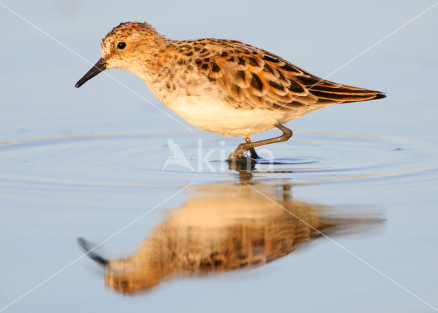 Kleine Strandloper (Calidris minuta)