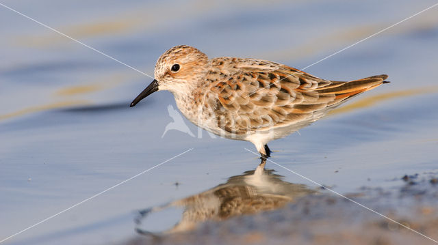 Kleine Strandloper (Calidris minuta)