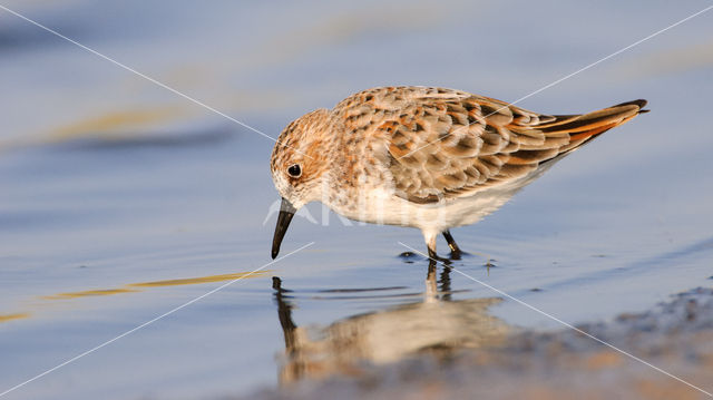 Little Stint (Calidris minuta)