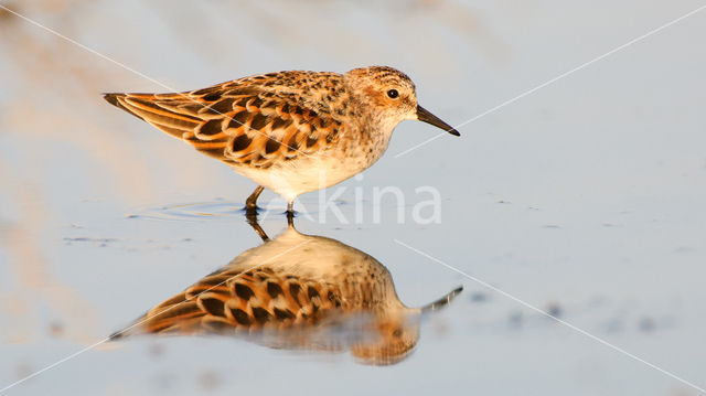 Kleine Strandloper (Calidris minuta)