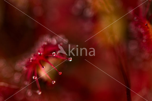 Oblong-leaved Sundew (Drosera intermedia)