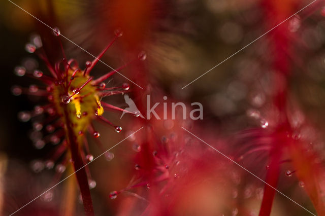 Kleine zonnedauw (Drosera intermedia)