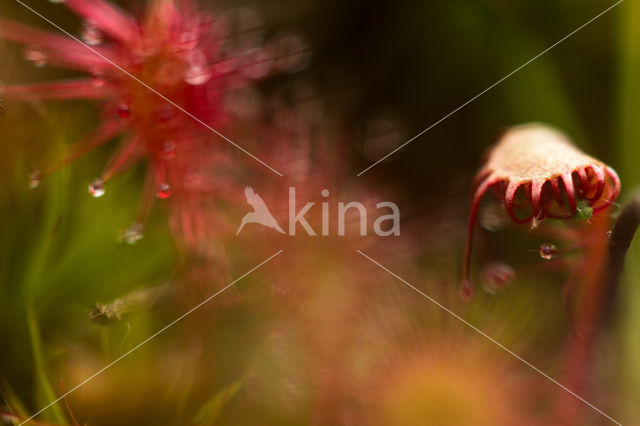 Oblong-leaved Sundew (Drosera intermedia)