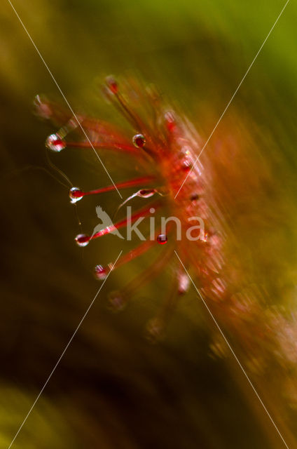 Oblong-leaved Sundew (Drosera intermedia)