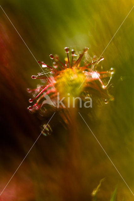 Kleine zonnedauw (Drosera intermedia)