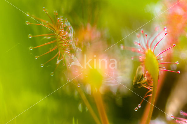 Oblong-leaved Sundew (Drosera intermedia)