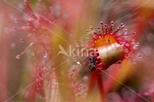 Kleine zonnedauw (Drosera intermedia)