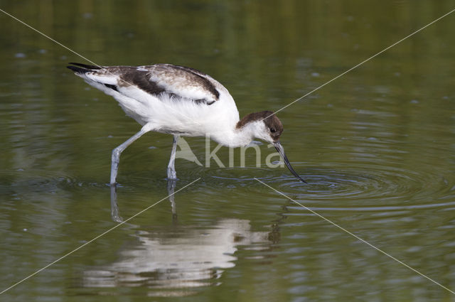 Pied Avocet (Recurvirostra avosetta)