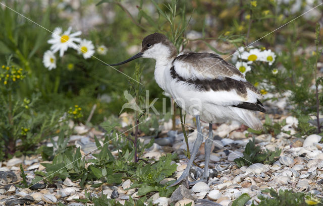 Pied Avocet (Recurvirostra avosetta)