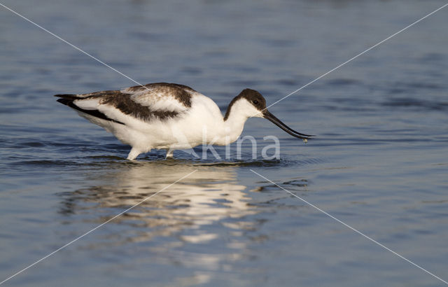 Pied Avocet (Recurvirostra avosetta)