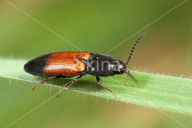 click beetle (Ampedus balteatus)