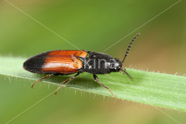 Kniptor (Ampedus balteatus)