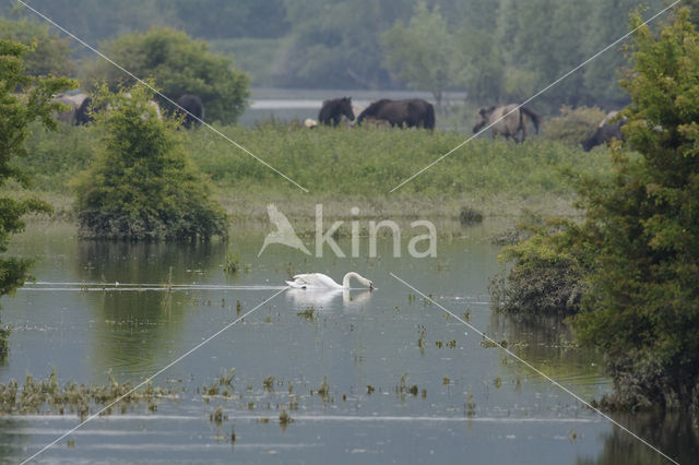 Knobbelzwaan (Cygnus olor)