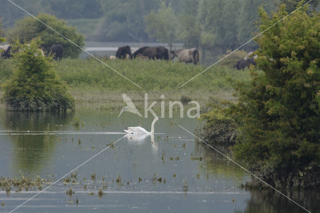 Knobbelzwaan (Cygnus olor)