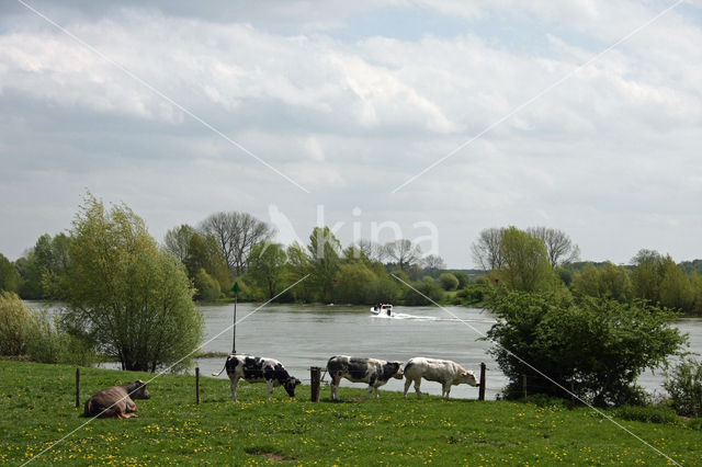 Cow (Bos domesticus)