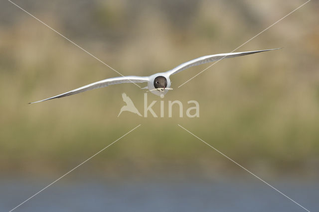 Black-headed Gull (Larus ridibundus)