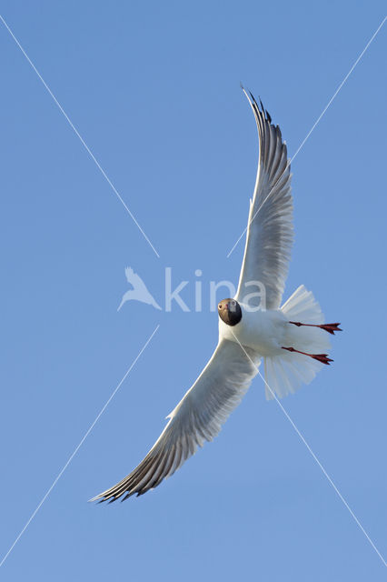 Black-headed Gull (Larus ridibundus)