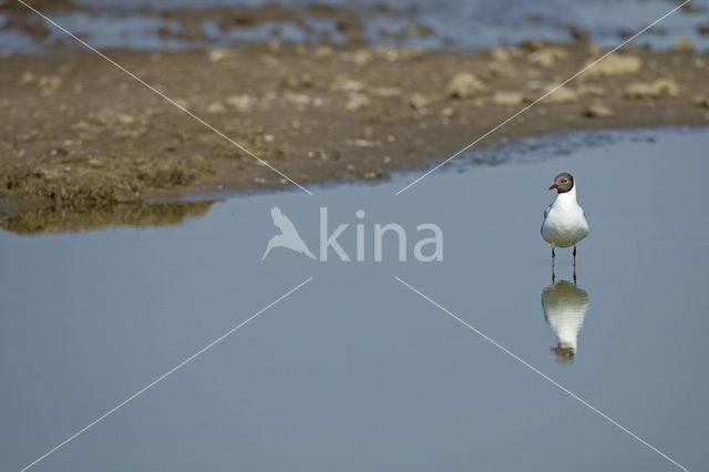 Black-headed Gull (Larus ridibundus)