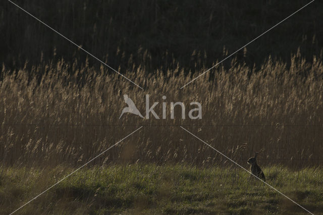 Rabbit (Oryctolagus cuniculus)