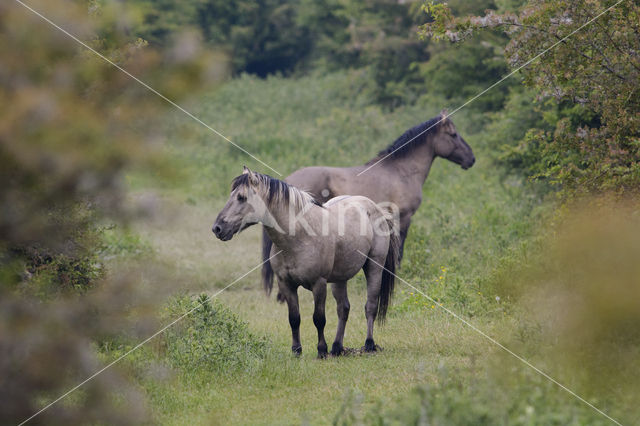 Konik horse  (Equus spp)