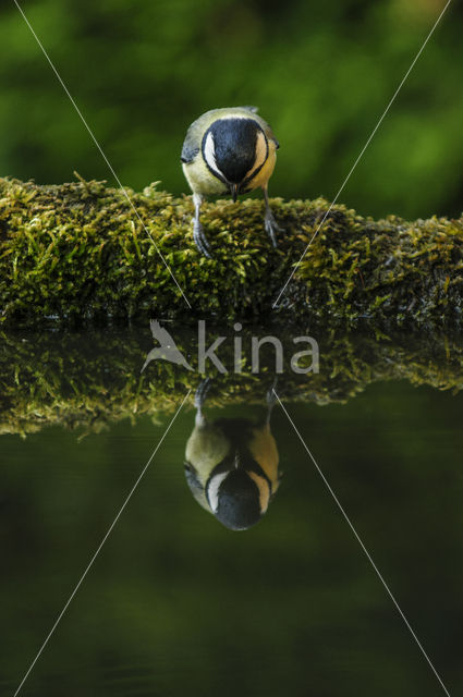 Great Tit (Parus major)