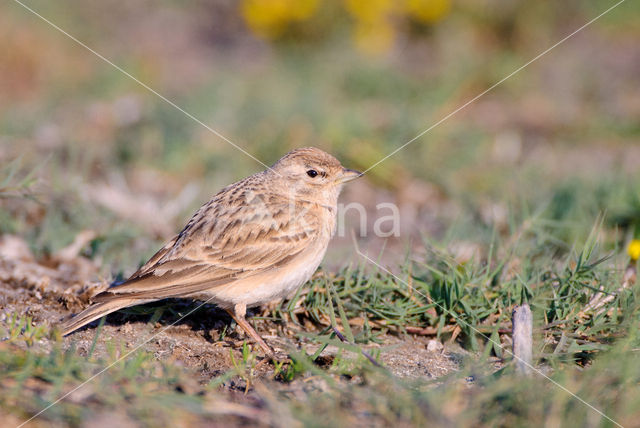 Short-toed Lark (Calandrella brachydactyla)