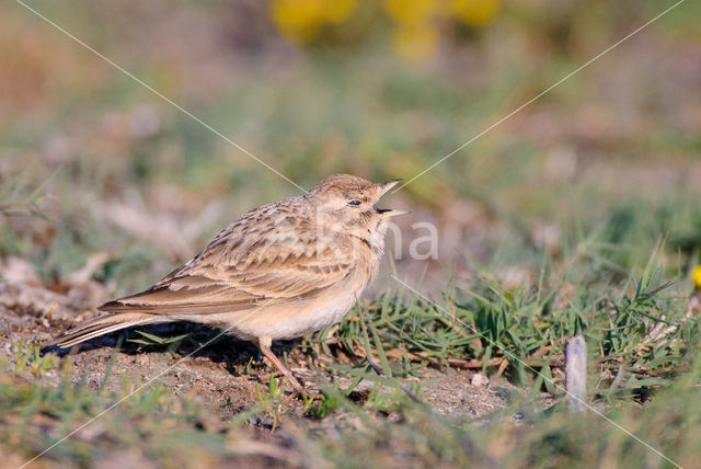 Short-toed Lark (Calandrella brachydactyla)