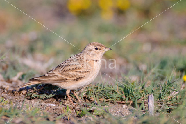 Short-toed Lark (Calandrella brachydactyla)