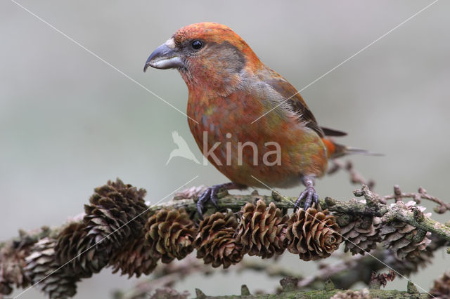 Red Crossbill (Loxia curvirostra)
