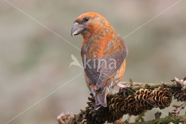 Red Crossbill (Loxia curvirostra)