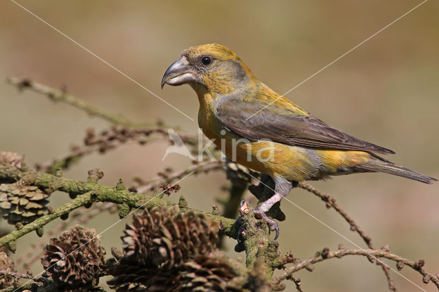 Red Crossbill (Loxia curvirostra)