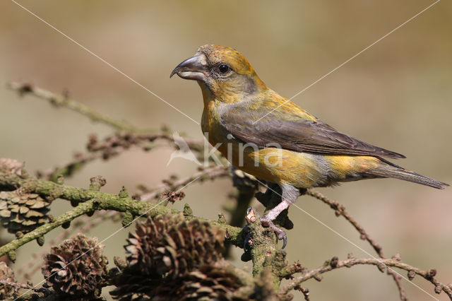 Red Crossbill (Loxia curvirostra)