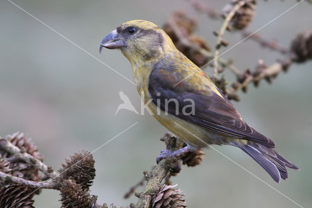 Red Crossbill (Loxia curvirostra)