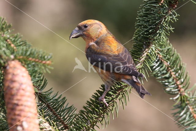 Red Crossbill (Loxia curvirostra)