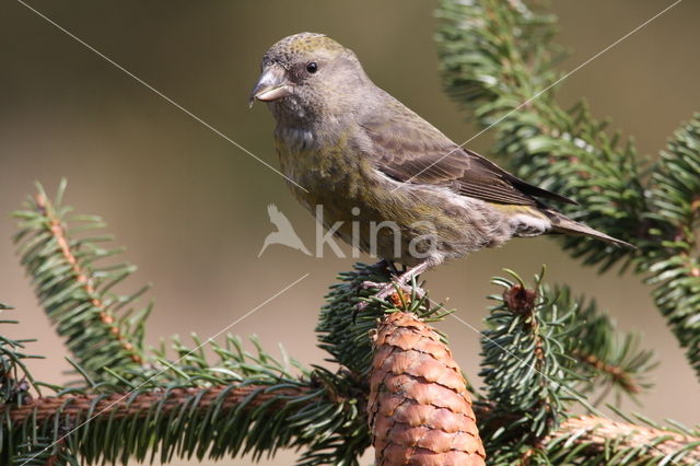 Red Crossbill (Loxia curvirostra)