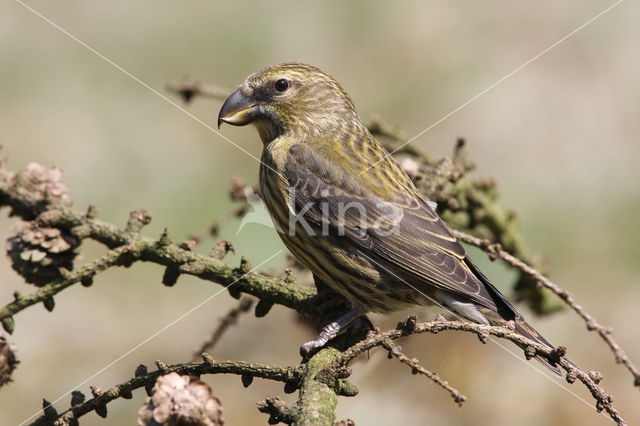 Red Crossbill (Loxia curvirostra)